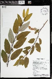 Salix pyrifolia image