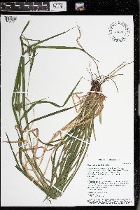 Carex intumescens image