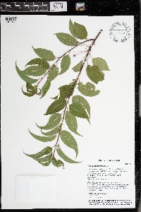 Prunus pensylvanica image