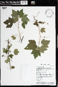 Ribes americanum image