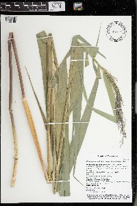 Phragmites australis subsp. americanus image