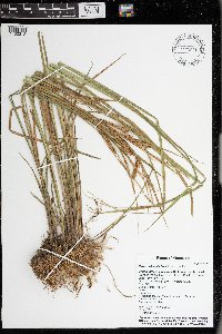 Carex utriculata image