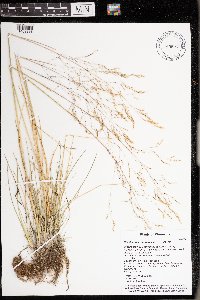 Deschampsia cespitosa image