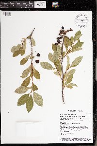 Prunus pumila image