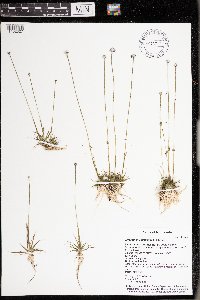 Eriocaulon aquaticum image