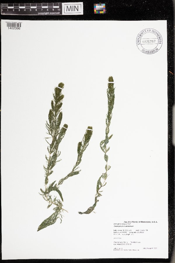 Ceratophyllum image