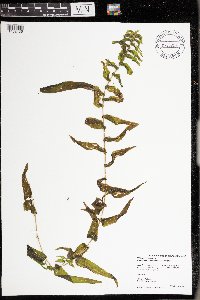 Potamogeton richardsonii image