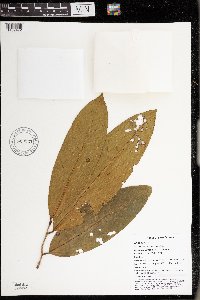 Goniothalamus grandiflorus image
