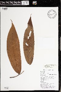Polyalthia longirostris image