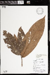 Polyalthia longirostris image