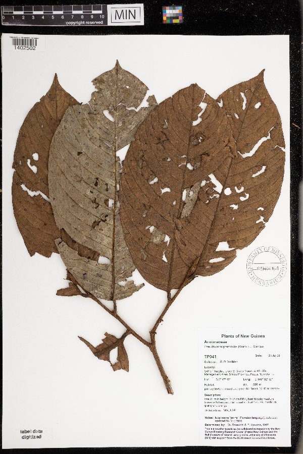 Pseuduvaria grandifolia image