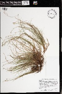 Carex eburnea image