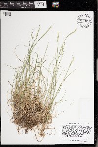 Danthonia spicata image