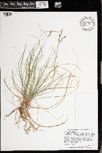 Carex pensylvanica image