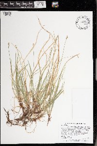 Carex peckii image