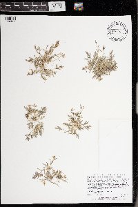 Eragrostis hypnoides image