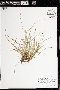 Carex pedunculata image