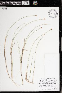 Carex chordorrhiza image