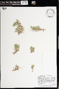 Selaginella rupestris image