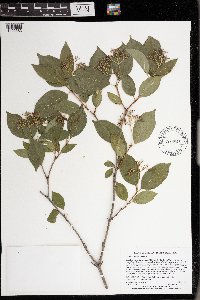 Cornus racemosa image