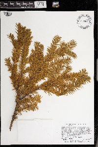 Taxus canadensis image