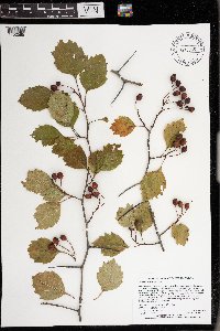 Crataegus chrysocarpa image