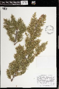 Juniperus virginiana image