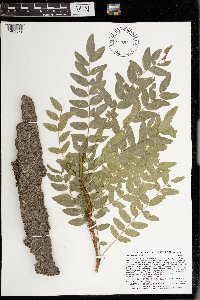 Gleditsia triacanthos image