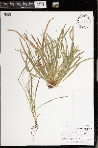 Carex backii image