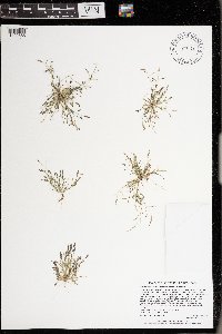 Eragrostis pectinacea image