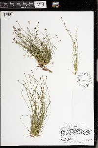 Eleocharis ovata image