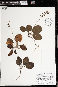 Pyrola elliptica image