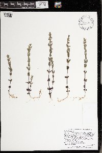 Scutellaria leonardii image