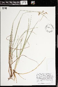 Carex magellanica subsp. irrigua image