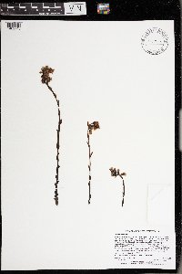 Monotropa hypopitys image