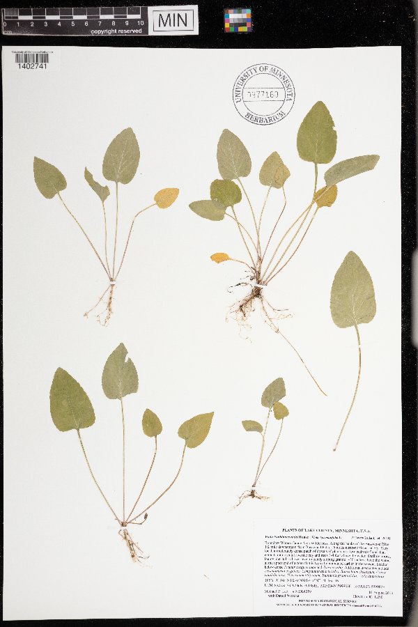 Viola x sublanceolata image