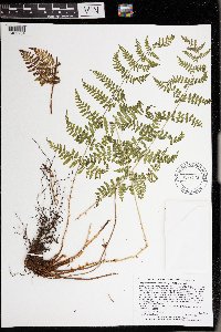 Dryopteris intermedia image