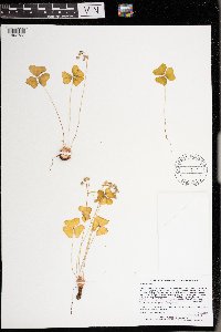 Oxalis violacea image