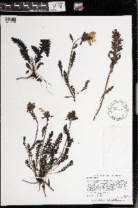 Pedicularis canadensis image