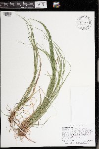 Carex pensylvanica image