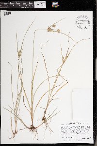 Cyperus schweinitzii image