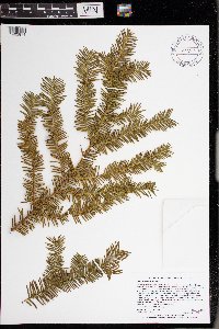 Taxus canadensis image