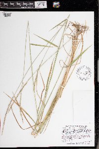 Elymus trachycaulus subsp. trachycaulus image