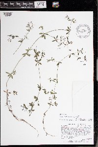 Galium palustre image