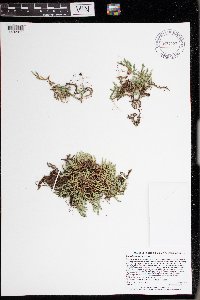 Selaginella rupestris image