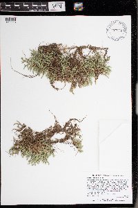 Selaginella rupestris image