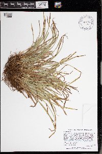 Carex backii image