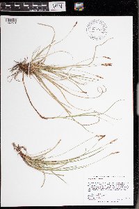 Carex pensylvanica image