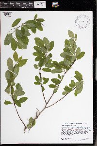 Ilex mucronata image