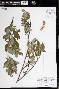 Salix planifolia image